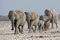 Etosha