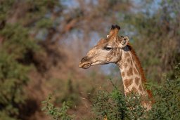 Giraffe