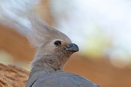 Go-away-bird